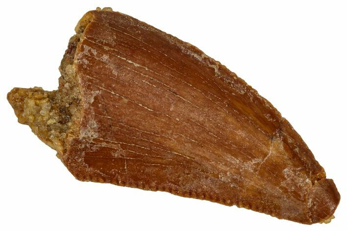 Serrated Raptor Tooth - Real Dinosaur Tooth #333366